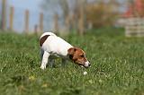 JACK RUSSEL 090